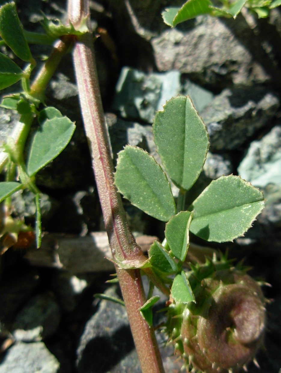 Medicago muricoleptis  / Erba medica sottile